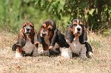 BASSET HOUND 158